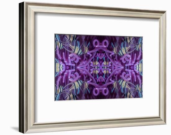 Kaleidoscopic image of Banggai cardinalfish in sea anemone, North Sulawesi, Indonesia-Georgette Douwma-Framed Photographic Print