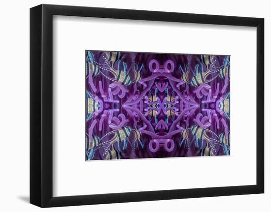 Kaleidoscopic image of Banggai cardinalfish in sea anemone, North Sulawesi, Indonesia-Georgette Douwma-Framed Photographic Print