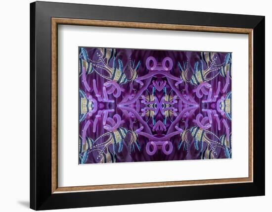 Kaleidoscopic image of Banggai cardinalfish in sea anemone, North Sulawesi, Indonesia-Georgette Douwma-Framed Photographic Print