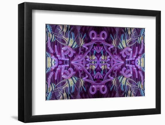 Kaleidoscopic image of Banggai cardinalfish in sea anemone, North Sulawesi, Indonesia-Georgette Douwma-Framed Photographic Print