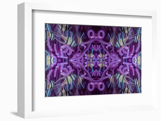 Kaleidoscopic image of Banggai cardinalfish in sea anemone, North Sulawesi, Indonesia-Georgette Douwma-Framed Photographic Print