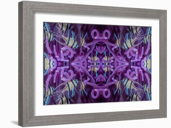 Kaleidoscopic image of Banggai cardinalfish in sea anemone, North Sulawesi, Indonesia-Georgette Douwma-Framed Photographic Print