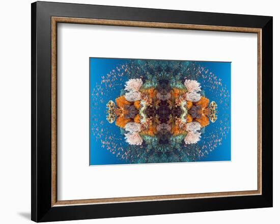 Kaleidoscopic image of Coral reef scenery with gorgonian and Lyretail anthias, Indonesia-Georgette Douwma-Framed Photographic Print