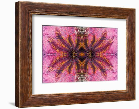 Kaleidoscopic image of crinoid or feather star on gorgonian-Georgette Douwma-Framed Photographic Print