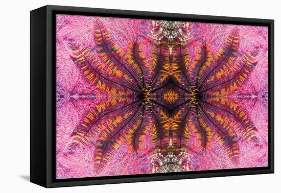 Kaleidoscopic image of crinoid or feather star on gorgonian-Georgette Douwma-Framed Premier Image Canvas