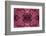 Kaleidoscopic image of dark red-spined brittle star, Indonesia-Georgette Douwma-Framed Photographic Print