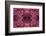 Kaleidoscopic image of dark red-spined brittle star, Indonesia-Georgette Douwma-Framed Photographic Print