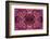 Kaleidoscopic image of dark red-spined brittle star, Indonesia-Georgette Douwma-Framed Photographic Print