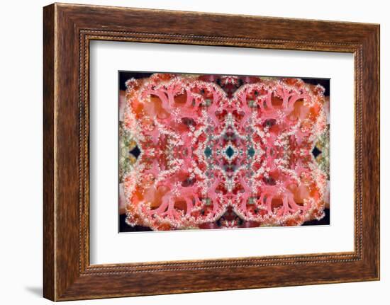 Kaleidoscopic image of Soft coral, Indonesia-Georgette Douwma-Framed Photographic Print