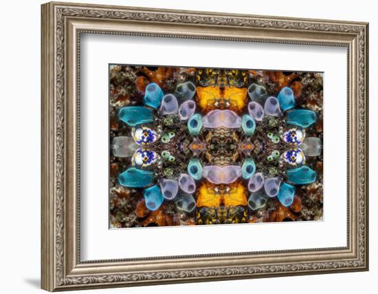 Kaleidoscopic image of Tunicates including Golden seasquirt, North Sulawesi, Indonesia-Georgette Douwma-Framed Photographic Print