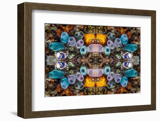 Kaleidoscopic image of Tunicates including Golden seasquirt, North Sulawesi, Indonesia-Georgette Douwma-Framed Photographic Print