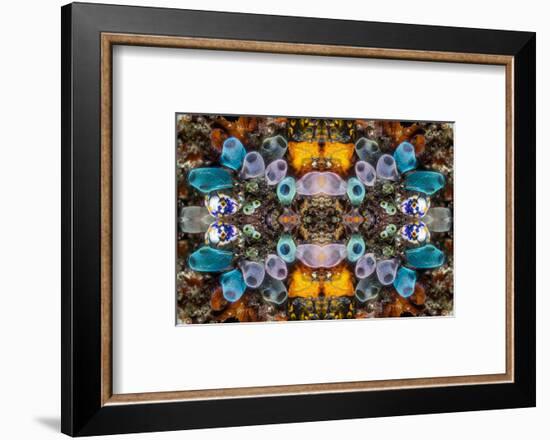 Kaleidoscopic image of Tunicates including Golden seasquirt, North Sulawesi, Indonesia-Georgette Douwma-Framed Photographic Print