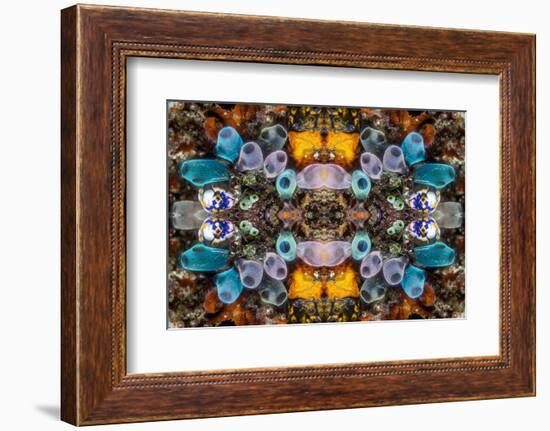 Kaleidoscopic image of Tunicates including Golden seasquirt, North Sulawesi, Indonesia-Georgette Douwma-Framed Photographic Print