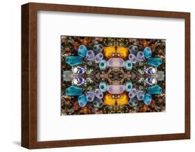 Kaleidoscopic image of Tunicates including Golden seasquirt, North Sulawesi, Indonesia-Georgette Douwma-Framed Photographic Print