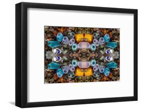 Kaleidoscopic image of Tunicates including Golden seasquirt, North Sulawesi, Indonesia-Georgette Douwma-Framed Photographic Print