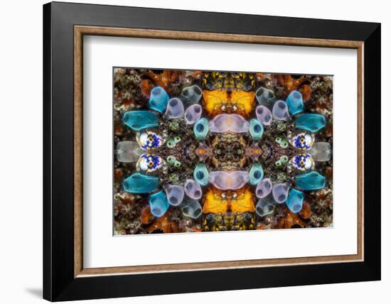 Kaleidoscopic image of Tunicates including Golden seasquirt, North Sulawesi, Indonesia-Georgette Douwma-Framed Photographic Print