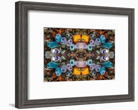 Kaleidoscopic image of Tunicates including Golden seasquirt, North Sulawesi, Indonesia-Georgette Douwma-Framed Photographic Print