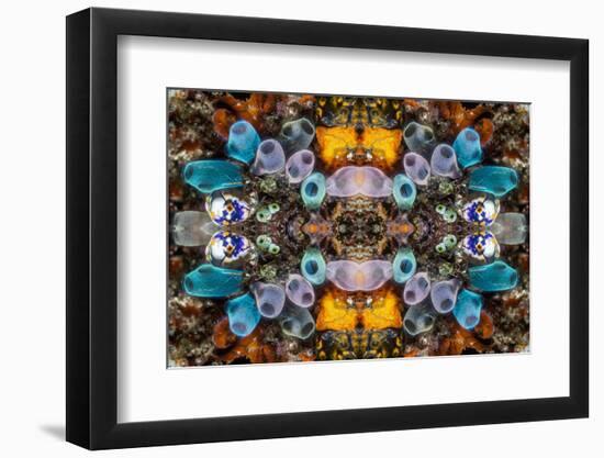 Kaleidoscopic image of Tunicates including Golden seasquirt, North Sulawesi, Indonesia-Georgette Douwma-Framed Photographic Print