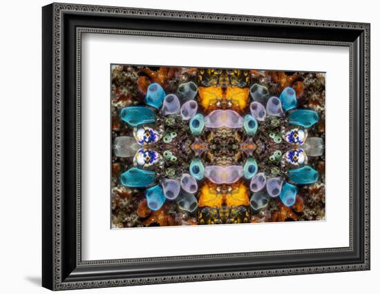 Kaleidoscopic image of Tunicates including Golden seasquirt, North Sulawesi, Indonesia-Georgette Douwma-Framed Photographic Print