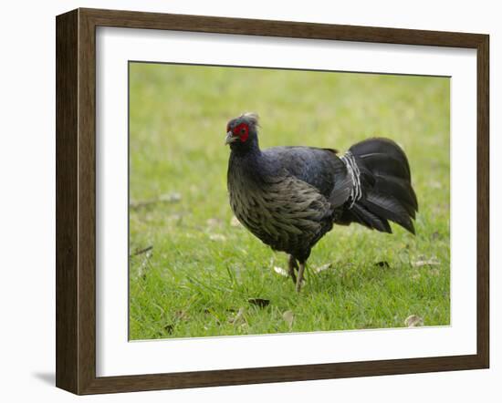 Kalij pheasant, Lophura leucomelanos, Volcano National Park, Hawaii-Maresa Pryor-Framed Photographic Print