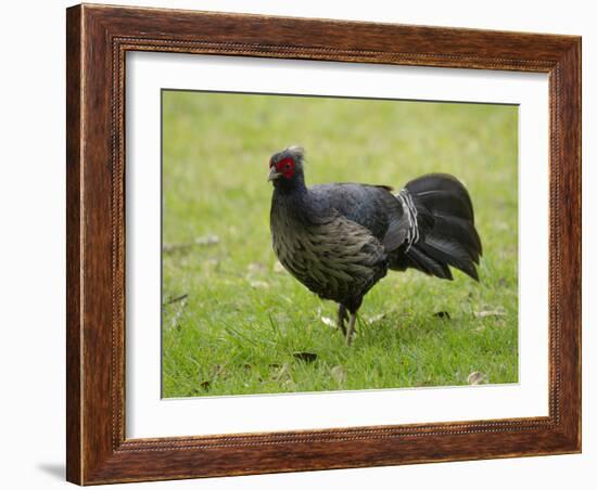 Kalij pheasant, Lophura leucomelanos, Volcano National Park, Hawaii-Maresa Pryor-Framed Photographic Print