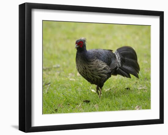 Kalij pheasant, Lophura leucomelanos, Volcano National Park, Hawaii-Maresa Pryor-Framed Photographic Print