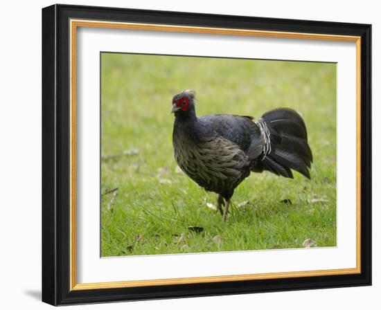 Kalij pheasant, Lophura leucomelanos, Volcano National Park, Hawaii-Maresa Pryor-Framed Photographic Print