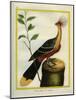 Kalij Pheasant-Georges-Louis Buffon-Mounted Giclee Print