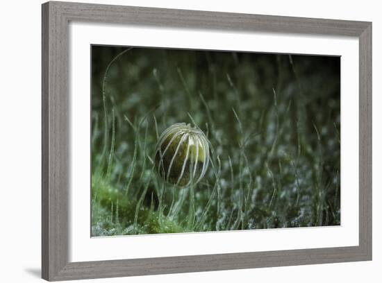 Kallima Inachus (Orange Oakleaf, Dead Leaf Butterfly) - Egg-Paul Starosta-Framed Photographic Print