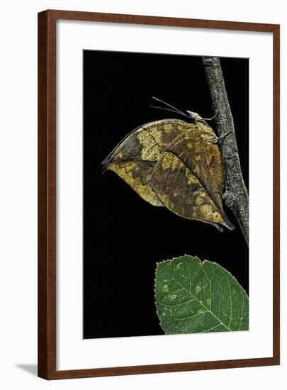 Kallima Paralekta (Indian Leafwing, Malayan Leafwing Butterfly)-Paul Starosta-Framed Photographic Print
