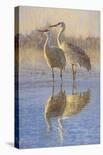 Reflections (Birds)-Kalon Baughan-Stretched Canvas