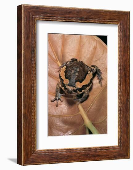 Kaloula Pulchra (Banded Bullfrog)-Paul Starosta-Framed Photographic Print