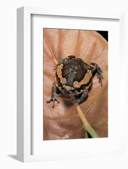 Kaloula Pulchra (Banded Bullfrog)-Paul Starosta-Framed Photographic Print