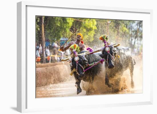 Kambala, Traditional Buffalo Racing, Kerala, India-Peter Adams-Framed Photographic Print