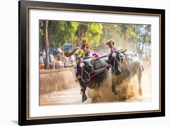 Kambala, Traditional Buffalo Racing, Kerala, India-Peter Adams-Framed Photographic Print