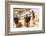 Kambala, Traditional Buffalo Racing, Kerala, India-Peter Adams-Framed Photographic Print