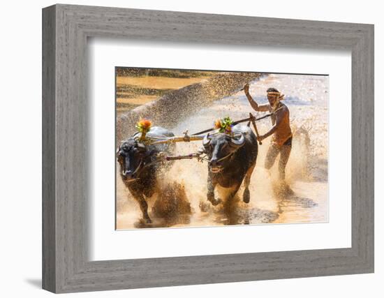 Kambala, Traditional Buffalo Racing, Kerala, India-Peter Adams-Framed Photographic Print