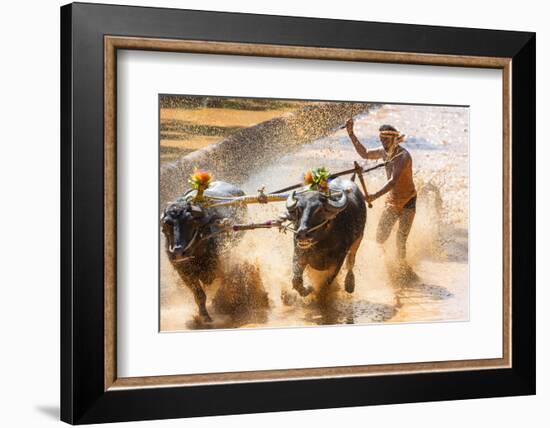 Kambala, Traditional Buffalo Racing, Kerala, India-Peter Adams-Framed Photographic Print