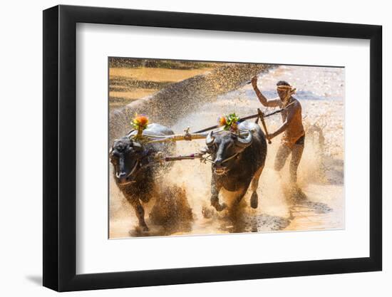 Kambala, Traditional Buffalo Racing, Kerala, India-Peter Adams-Framed Photographic Print