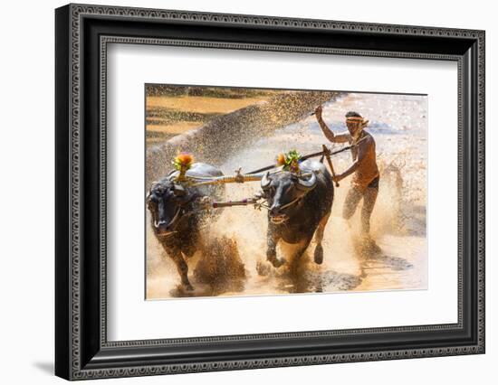 Kambala, Traditional Buffalo Racing, Kerala, India-Peter Adams-Framed Photographic Print