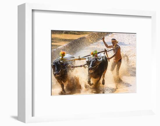 Kambala, Traditional Buffalo Racing, Kerala, India-Peter Adams-Framed Photographic Print