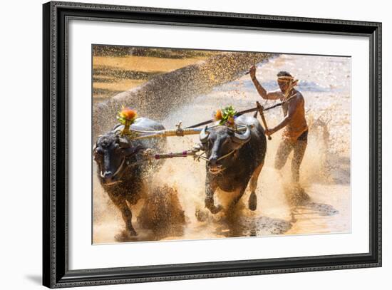 Kambala, Traditional Buffalo Racing, Kerala, India-Peter Adams-Framed Photographic Print