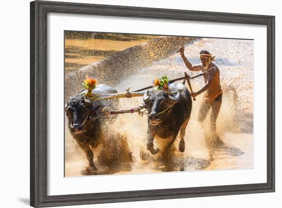 Kambala, Traditional Buffalo Racing, Kerala, India-Peter Adams-Framed Photographic Print