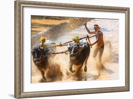 Kambala, Traditional Buffalo Racing, Kerala, India-Peter Adams-Framed Photographic Print