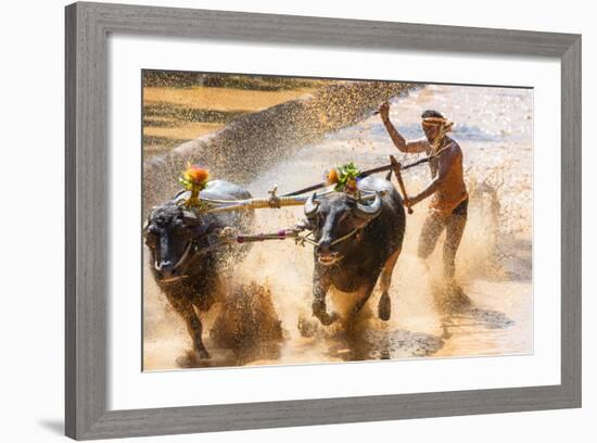 Kambala, Traditional Buffalo Racing, Kerala, India-Peter Adams-Framed Photographic Print