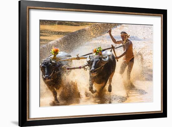 Kambala, Traditional Buffalo Racing, Kerala, India-Peter Adams-Framed Photographic Print