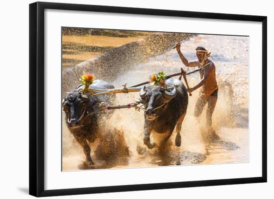 Kambala, Traditional Buffalo Racing, Kerala, India-Peter Adams-Framed Photographic Print