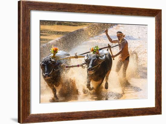 Kambala, Traditional Buffalo Racing, Kerala, India-Peter Adams-Framed Photographic Print