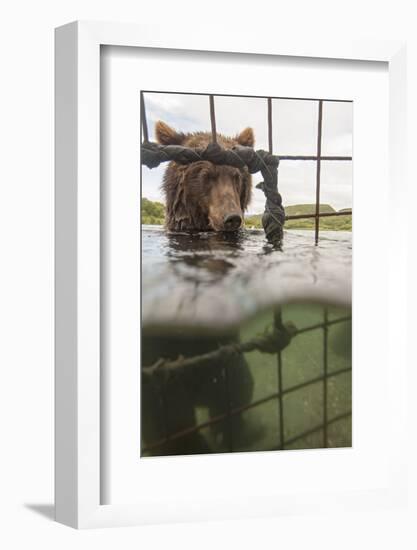 Kamchatka Brown Bear (Ursus Arctos Beringianus) In River, Taken From Protective Cage, Kamchatka-Sergey Gorshkov-Framed Photographic Print