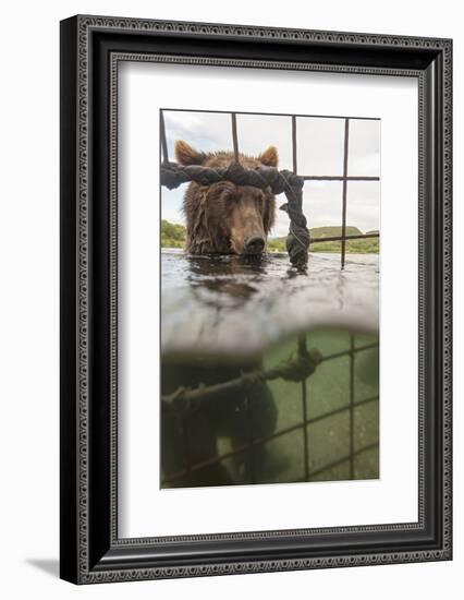 Kamchatka Brown Bear (Ursus Arctos Beringianus) In River, Taken From Protective Cage, Kamchatka-Sergey Gorshkov-Framed Photographic Print